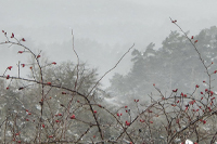 Monat Februar 2026: Die Natur trotzt dem Wintergrau.
