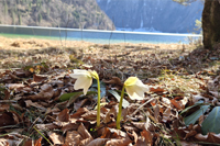 Monat März 2026: Edle Christrose am Königssee.