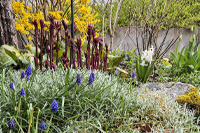 Monat April 2026: Mit aller Kraft streben die Pflanzen des Frühlings in den Gärten aus dem Boden dem Licht entgegen.