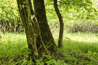 Monat Mai 2026: Mystische Szenen beim Waldspaziergang.