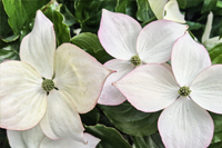 Monat Juni 2026: Cornus florida – Ziergehölz mit wunderschöner Blüte.